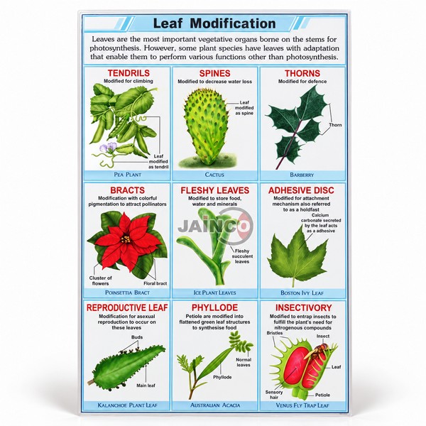 Leaf Modification Chart